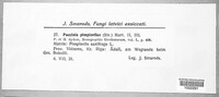 Puccinia pimpinellae image